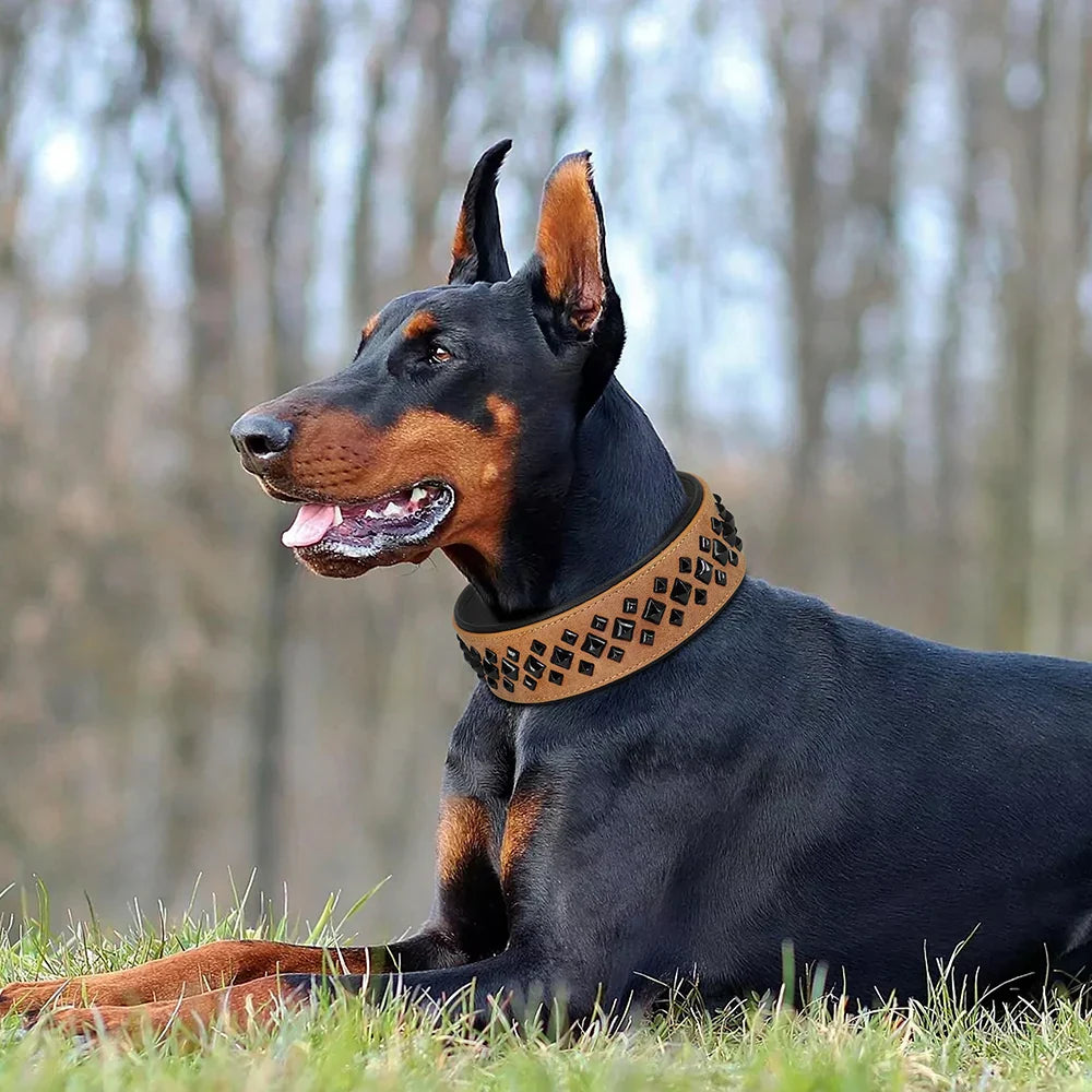 Doberman Pinscher wearing a collar in a forest setting
