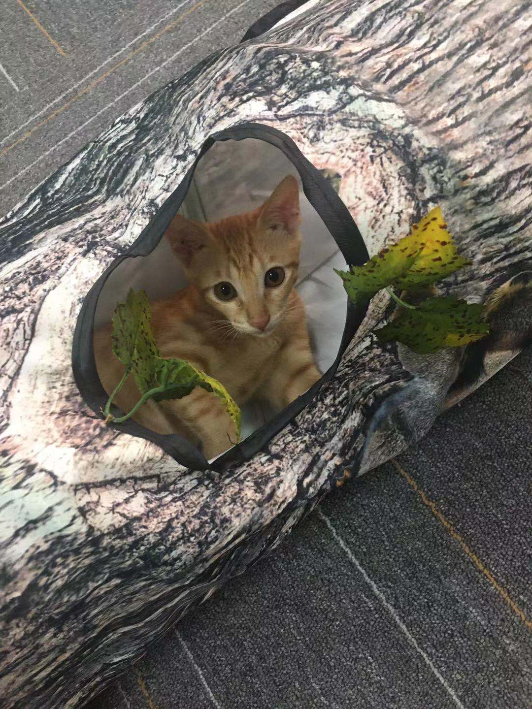 Tree Pattern Tunnel Pet Zhiyi Cat Toy Pets Supplies Dog Toys Pure Ember