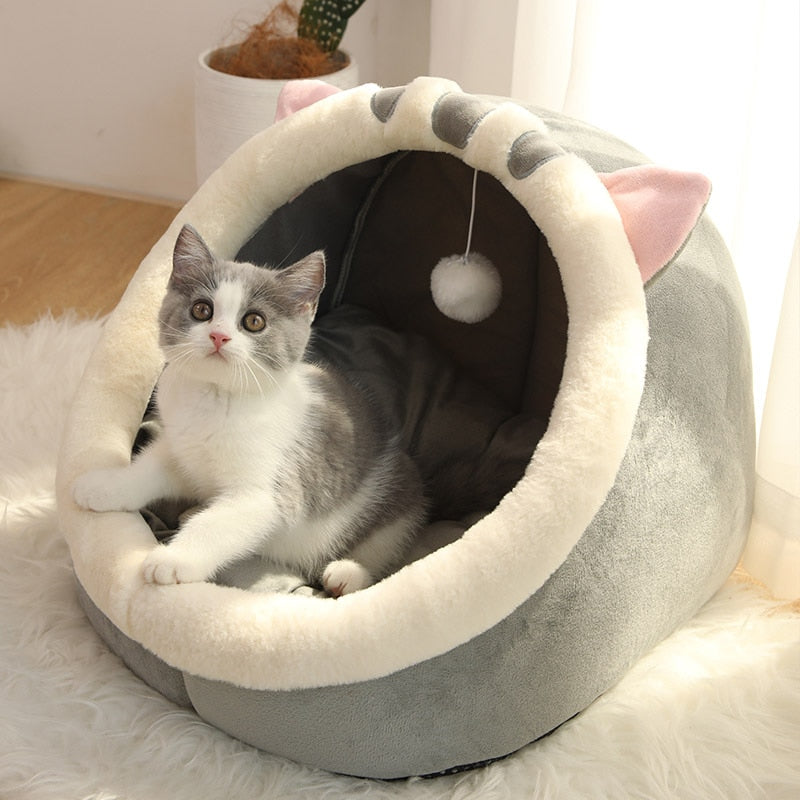 british short hair cat bed