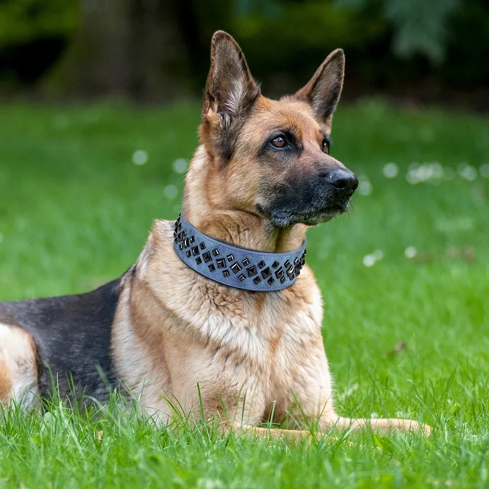 German Shepherd dog wearing a blue collar sitting on grass